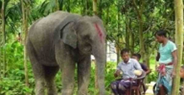 पति ने जमीन बेचकर पत्नी के लिए हाथी खरीदा